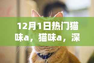 猫味a深度评测与介绍,全新体验来袭