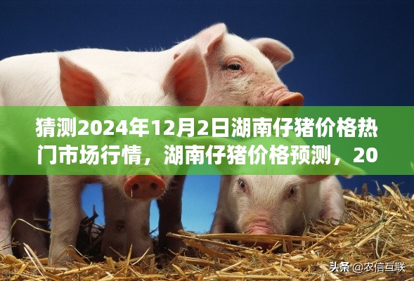 2024年湖南仔猪价格预测及市场行情展望,12月2日的热门趋势分析