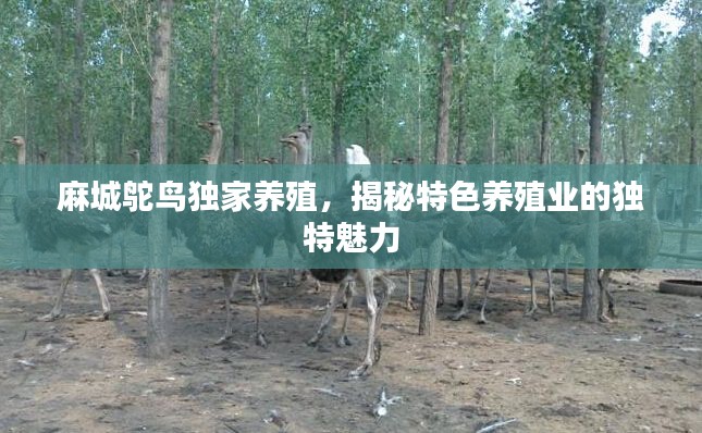 麻城鸵鸟独家养殖,揭秘特色养殖业的独特魅力