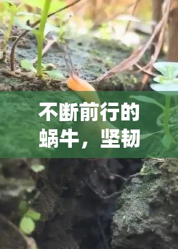 不断前行的蜗牛,坚韧不拔,勇攀高峰!
