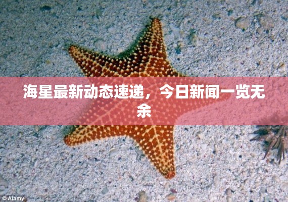 海星最新动态速递，今日新闻一览无余