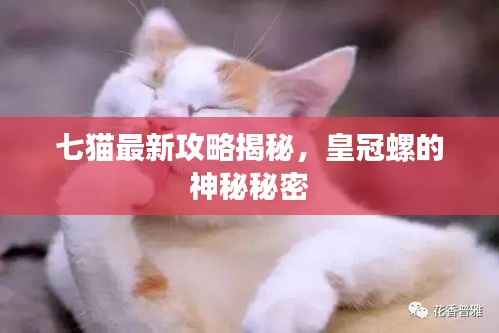 七猫最新攻略揭秘,皇冠螺的神秘秘密