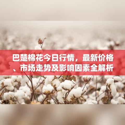 巴楚棉花今日行情,最新价格、市场走势及影响因素全解析